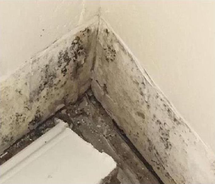 mold growing on wall