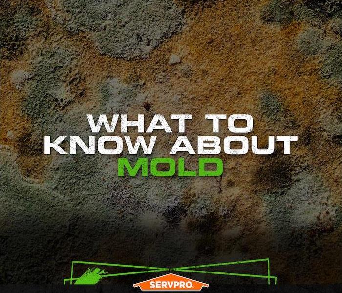 Microscopic view of mold with the caption “What to know about mold”