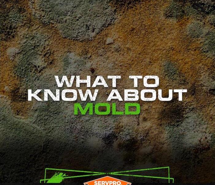 Microscopic view of mold with the caption “What to know about mold”